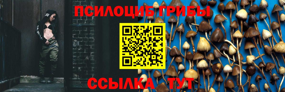 Галлюциногенные грибы Psilocybe Ковров